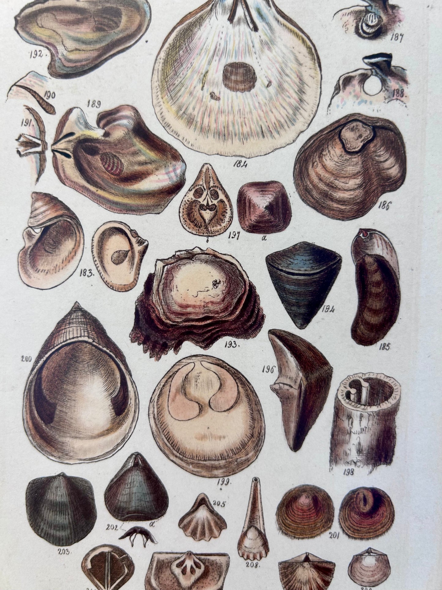 Pair of 19th Century Seashell Lithographs on Taupe Neutral Designer Fabric in Gold Frame