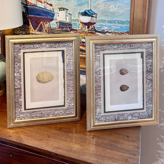 Pair of 19th Century Hand Colored Egg Lithographs on Brown Faux Bois in Vintage Gold Frames - Set II