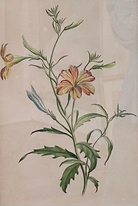 Madame F.C. Byrne 19th Century Wildflower Watercolor Painting in Gold Frame