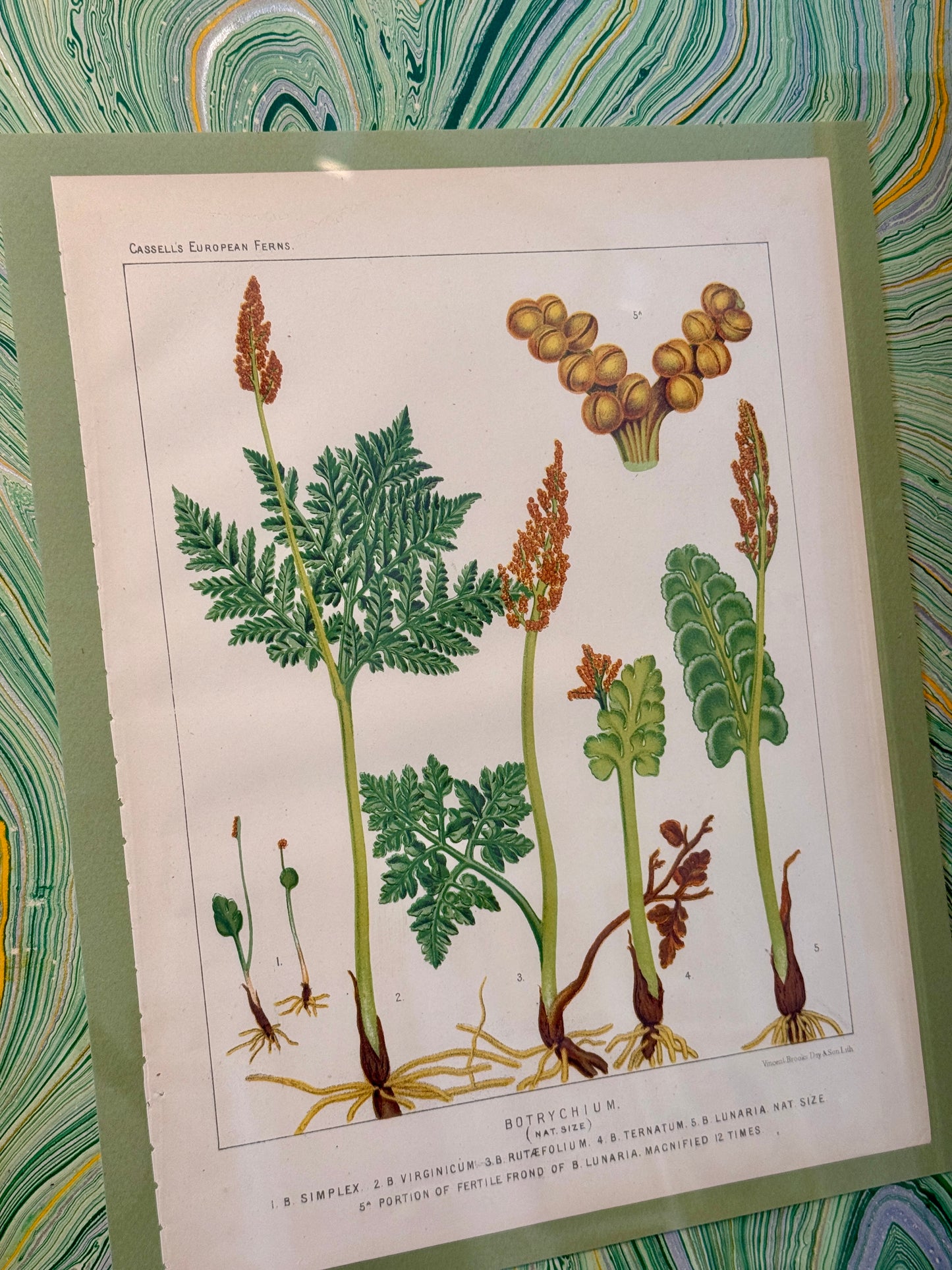 Pair of 19th Century Botanicals on Green Hand Marbled Mount in Gold Bamboo Frames