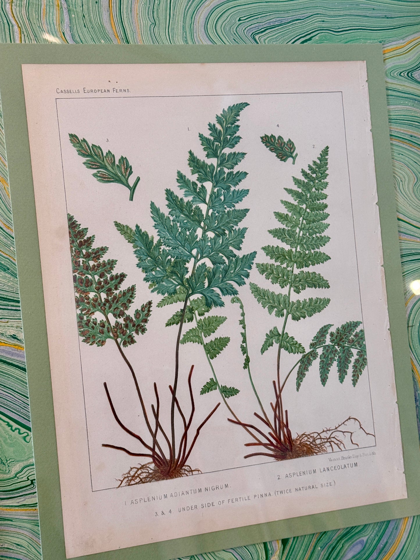 Pair of 19th Century Botanicals on Green Hand Marbled Mount in Gold Bamboo Frames