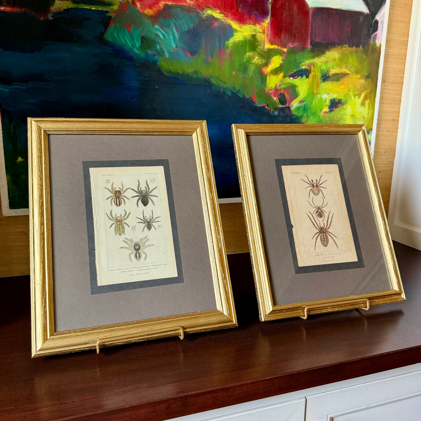 Pair of 19th Century of Hand Colored Spider Lithographs in Gold Frames