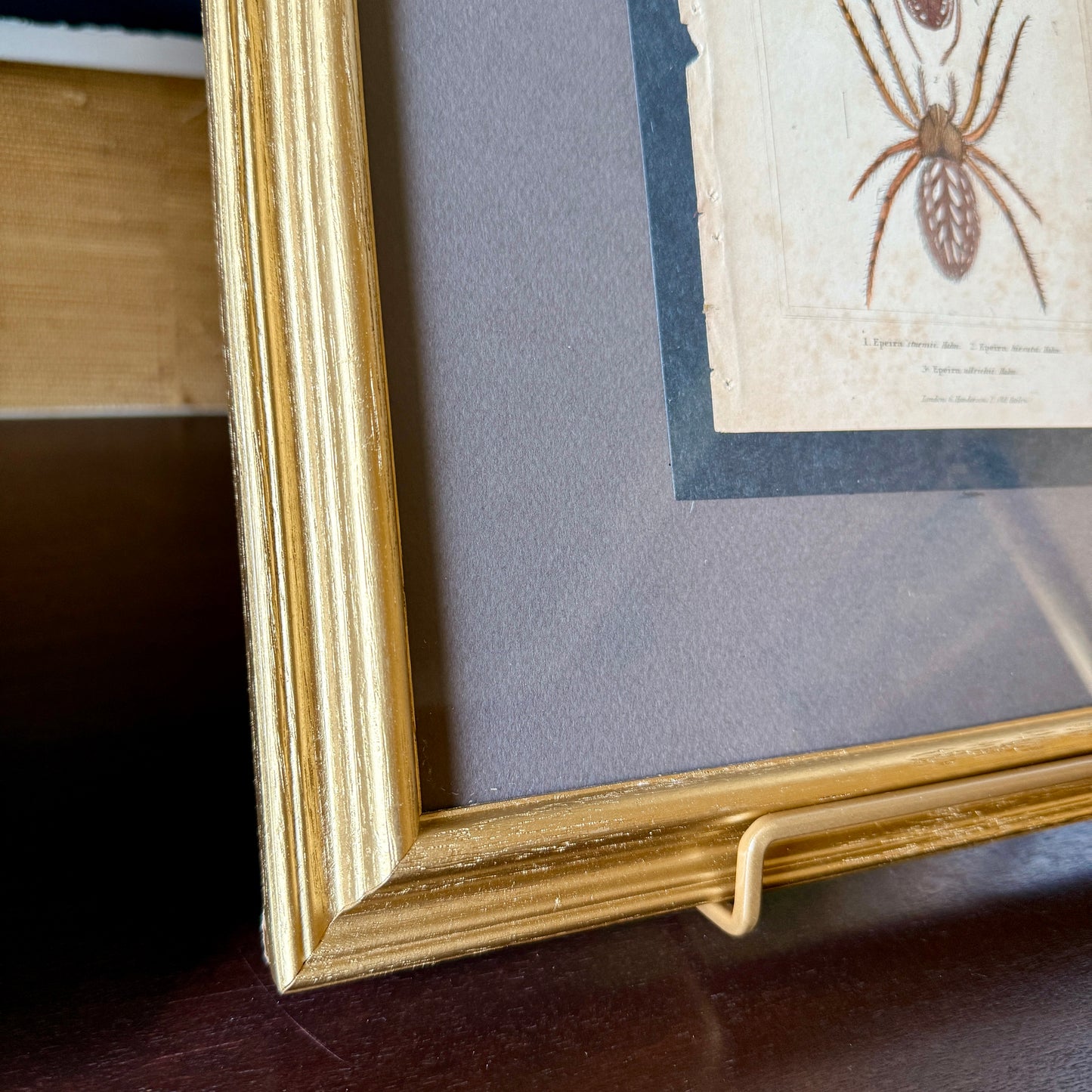 Pair of 19th Century of Hand Colored Spider Lithographs in Gold Frames