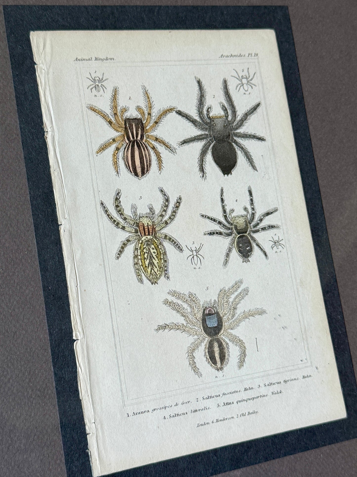 Pair of 19th Century of Hand Colored Spider Lithographs in Gold Frames