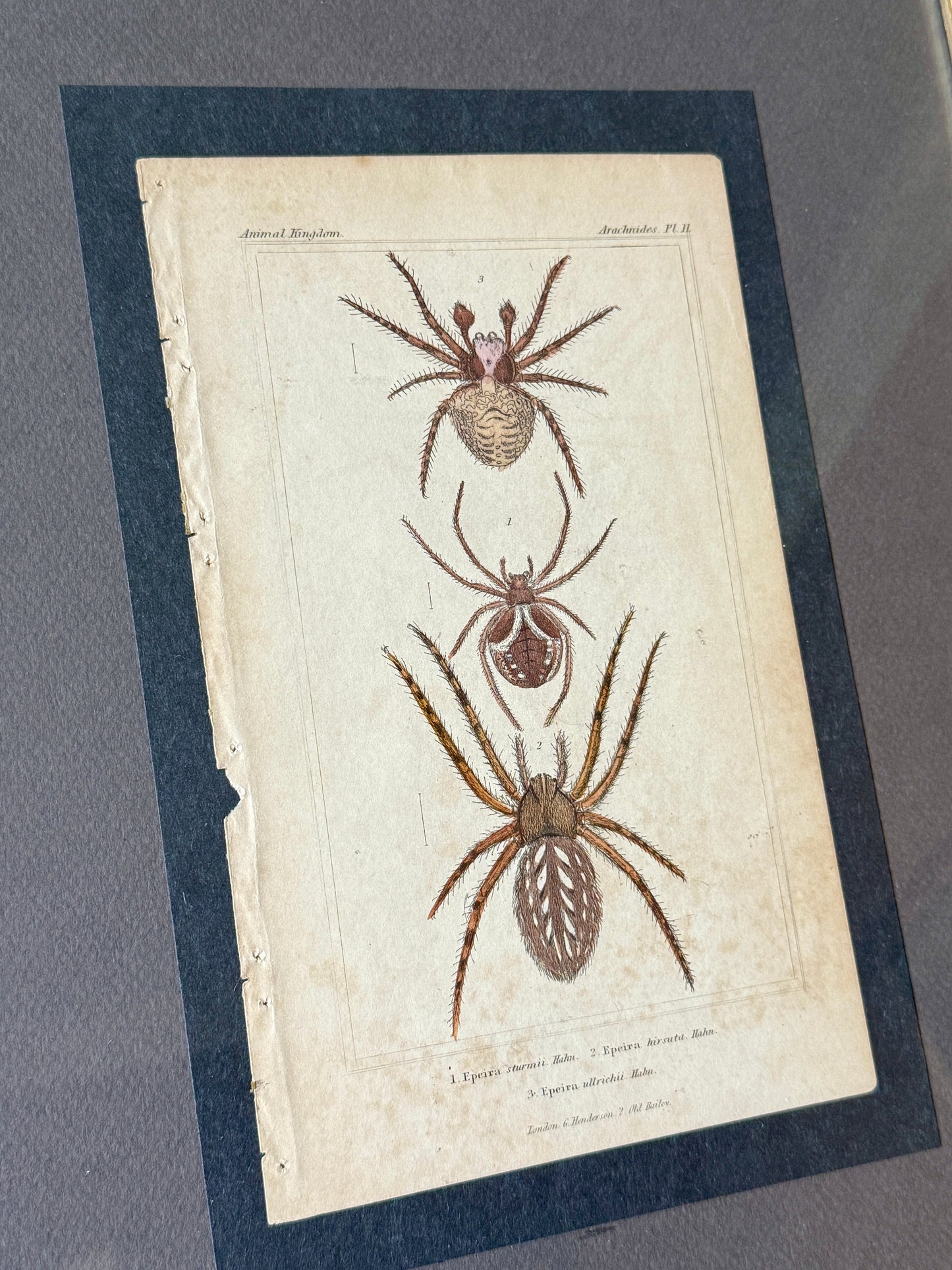 Pair of 19th Century of Hand Colored Spider Lithographs in Gold Frames
