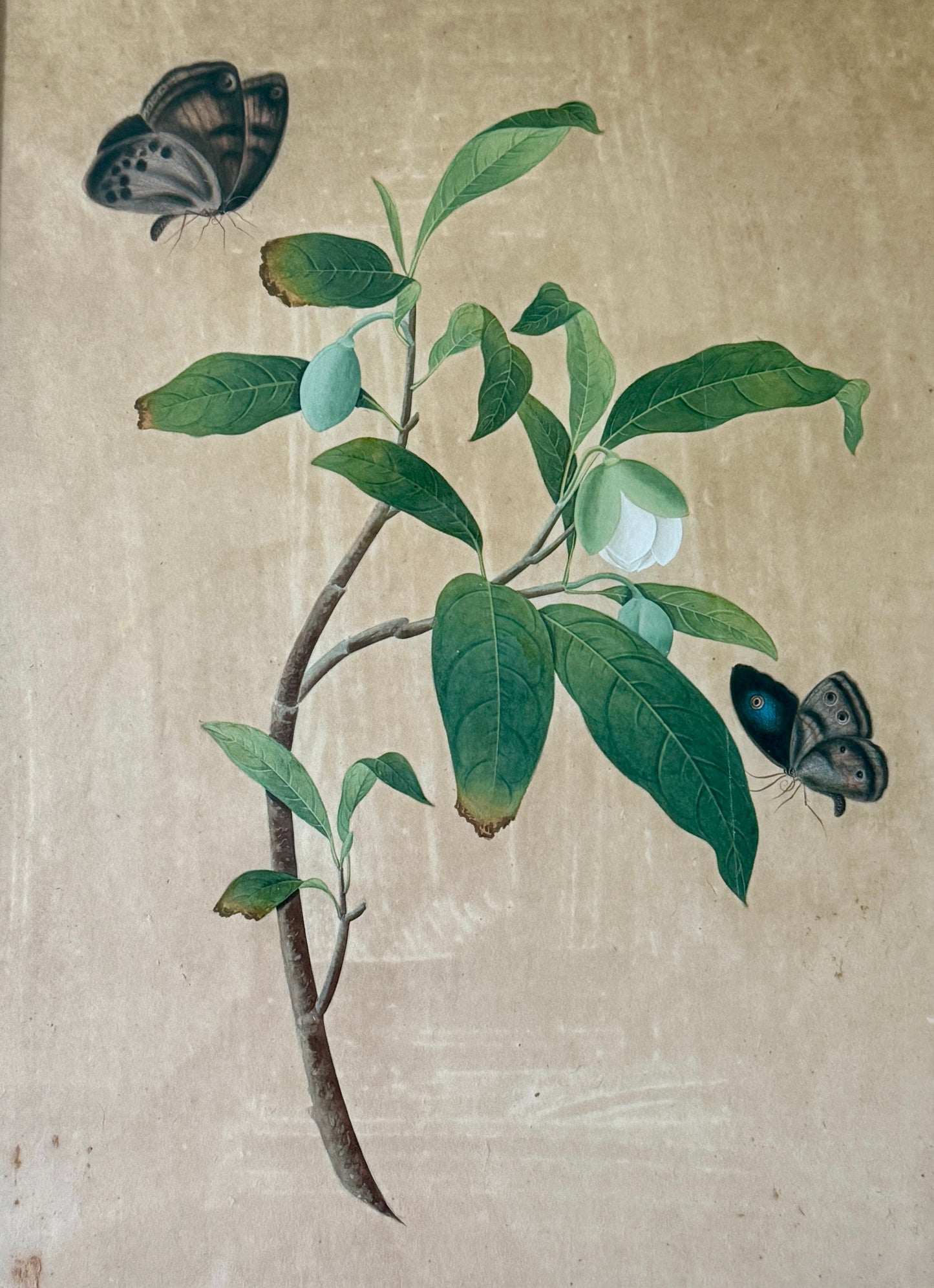 Antique Chinese Watercolor Botanical Painting in Gilded Bamboo Frame