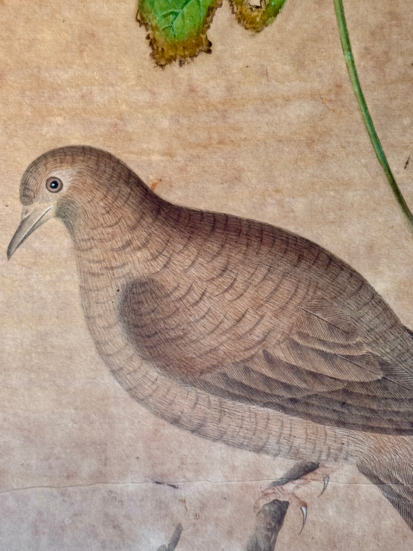 Pair of Antique Chinese Watercolor Painting Bird Portraits in Gilded Bamboo Frames
