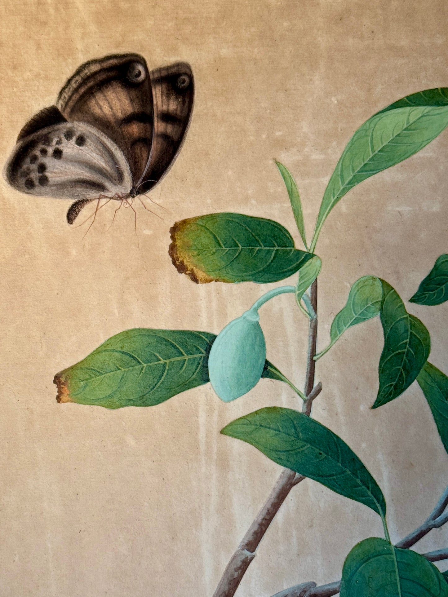 Antique Chinese Watercolor Botanical Painting in Gilded Bamboo Frame
