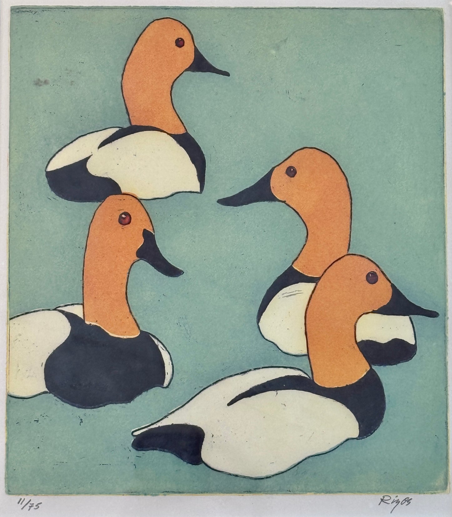 Neil Rizos Canvasback Duck Etching in Black Frame