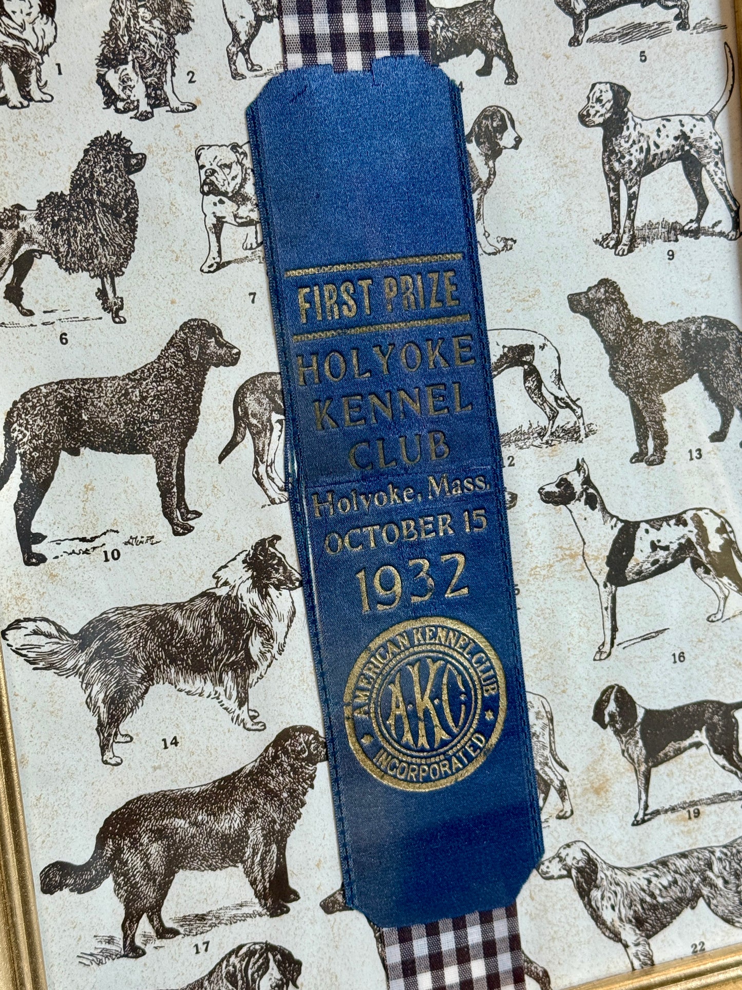 1932 American Kennel Club Dog Show Blue Ribbon on Brown Gingham in Gold Frame
