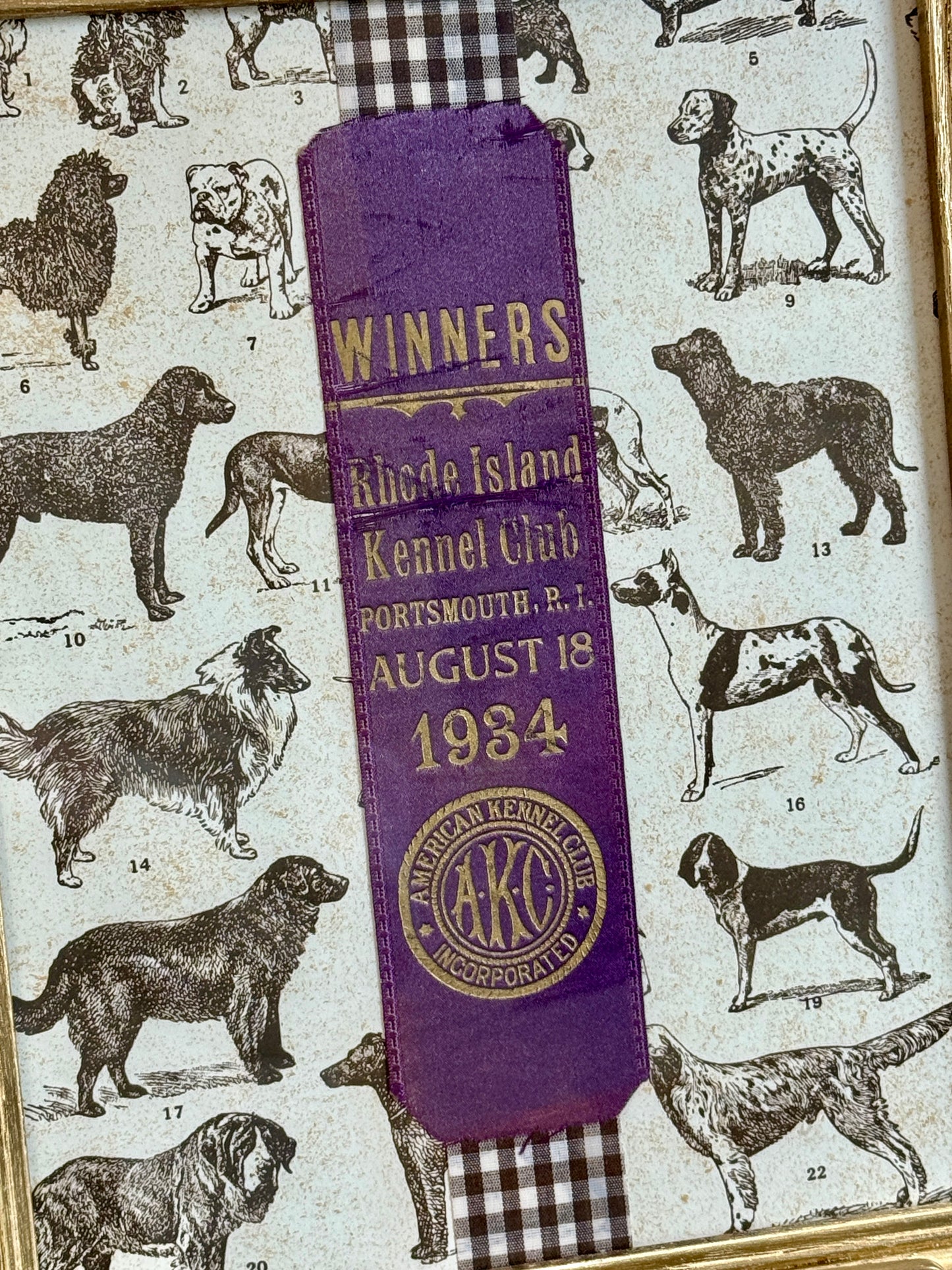 1934 American Kennel Club Dog Show Purple Ribbon on Brown Gingham in Gold Frame