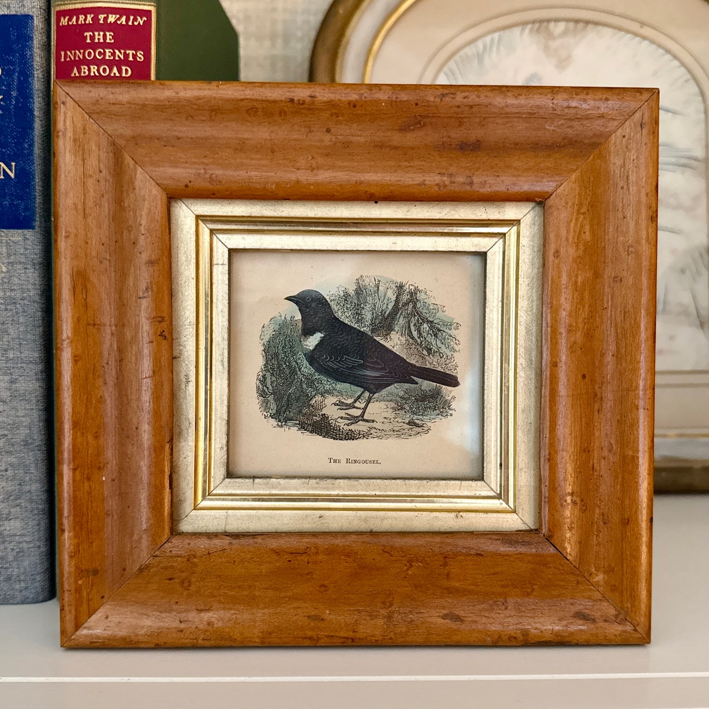 19th Century Ring Ouzel Hand Colored Lithograph in Antique Birdseye Maple Frame