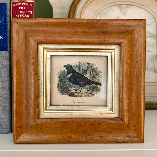 19th Century Ring Ouzel Hand Colored Lithograph in Antique Birdseye Maple Frame