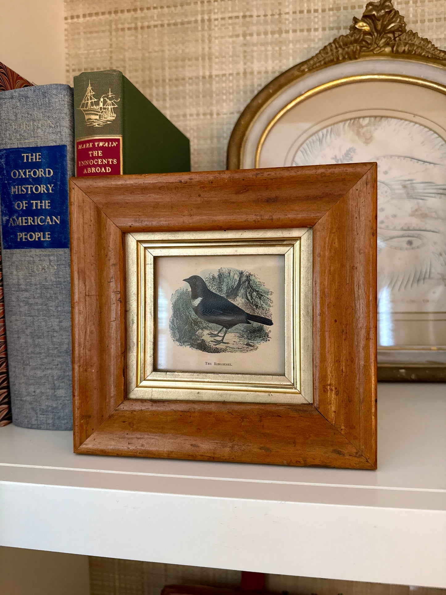 19th Century Ring Ouzel Hand Colored Lithograph in Antique Birdseye Maple Frame