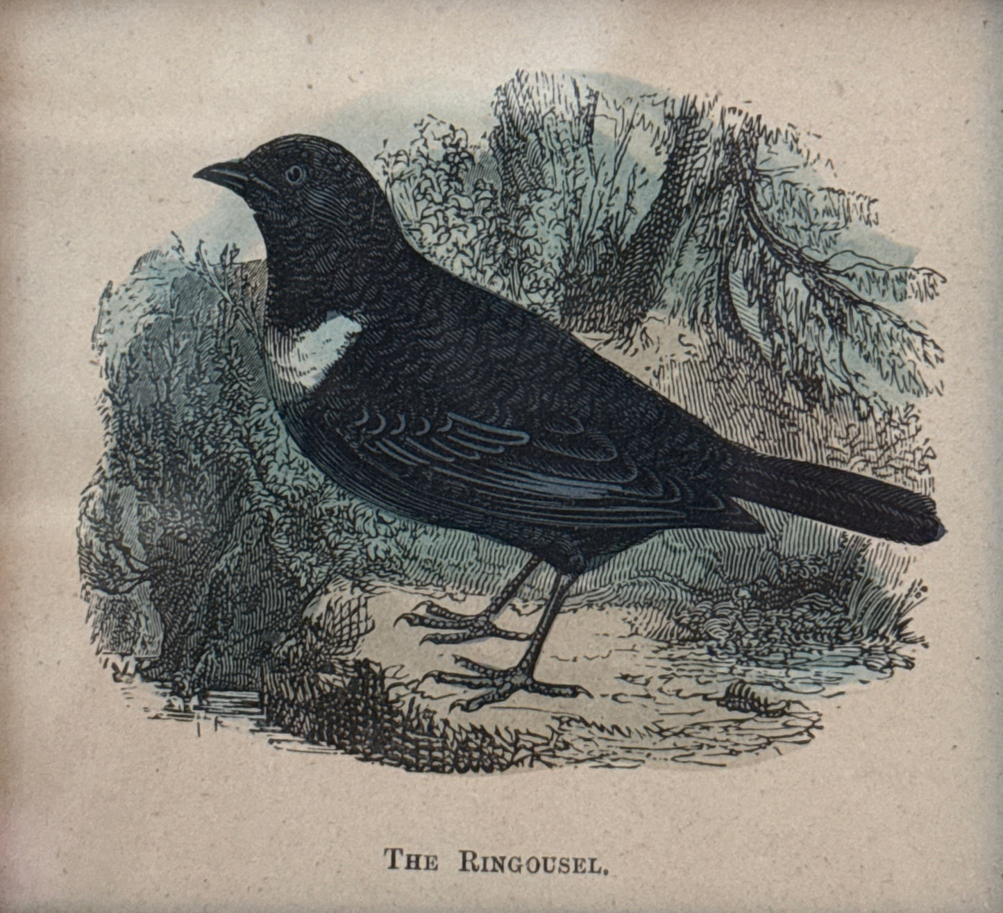 19th Century Ring Ouzel Hand Colored Lithograph in Antique Birdseye Maple Frame