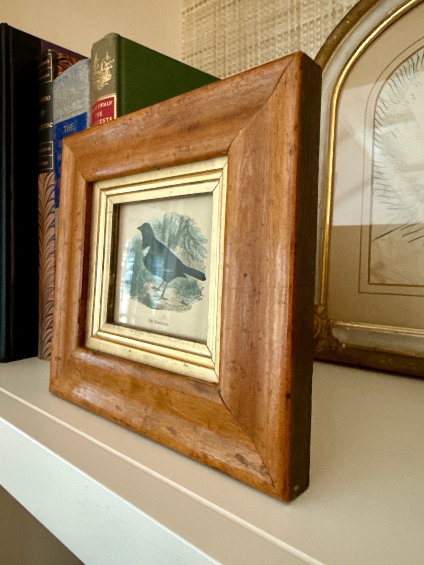 19th Century Ring Ouzel Hand Colored Lithograph in Antique Birdseye Maple Frame