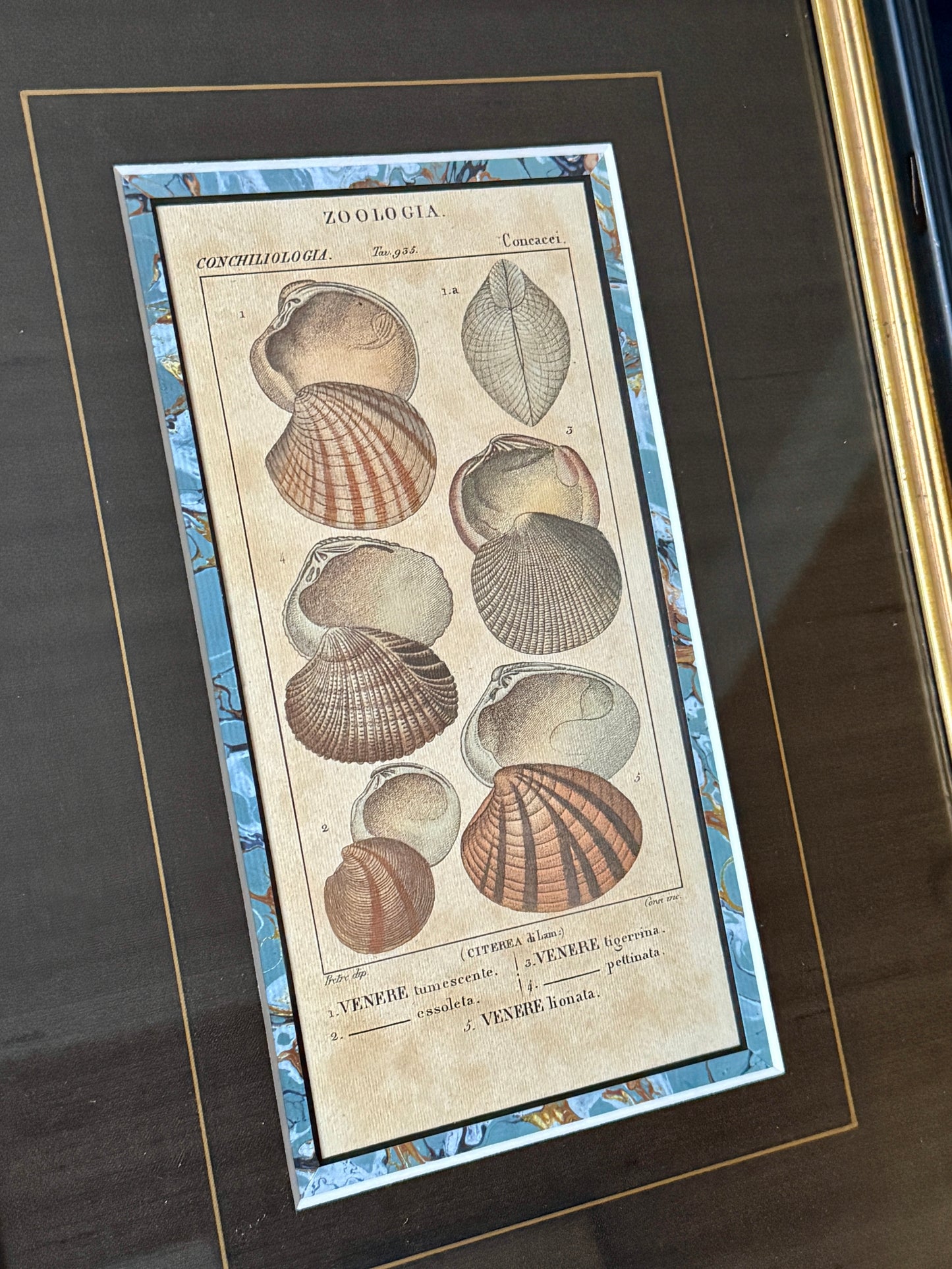 Pair of Pierre Turpin Hand Colored Seashell Lithographs in Black and Gold Frames