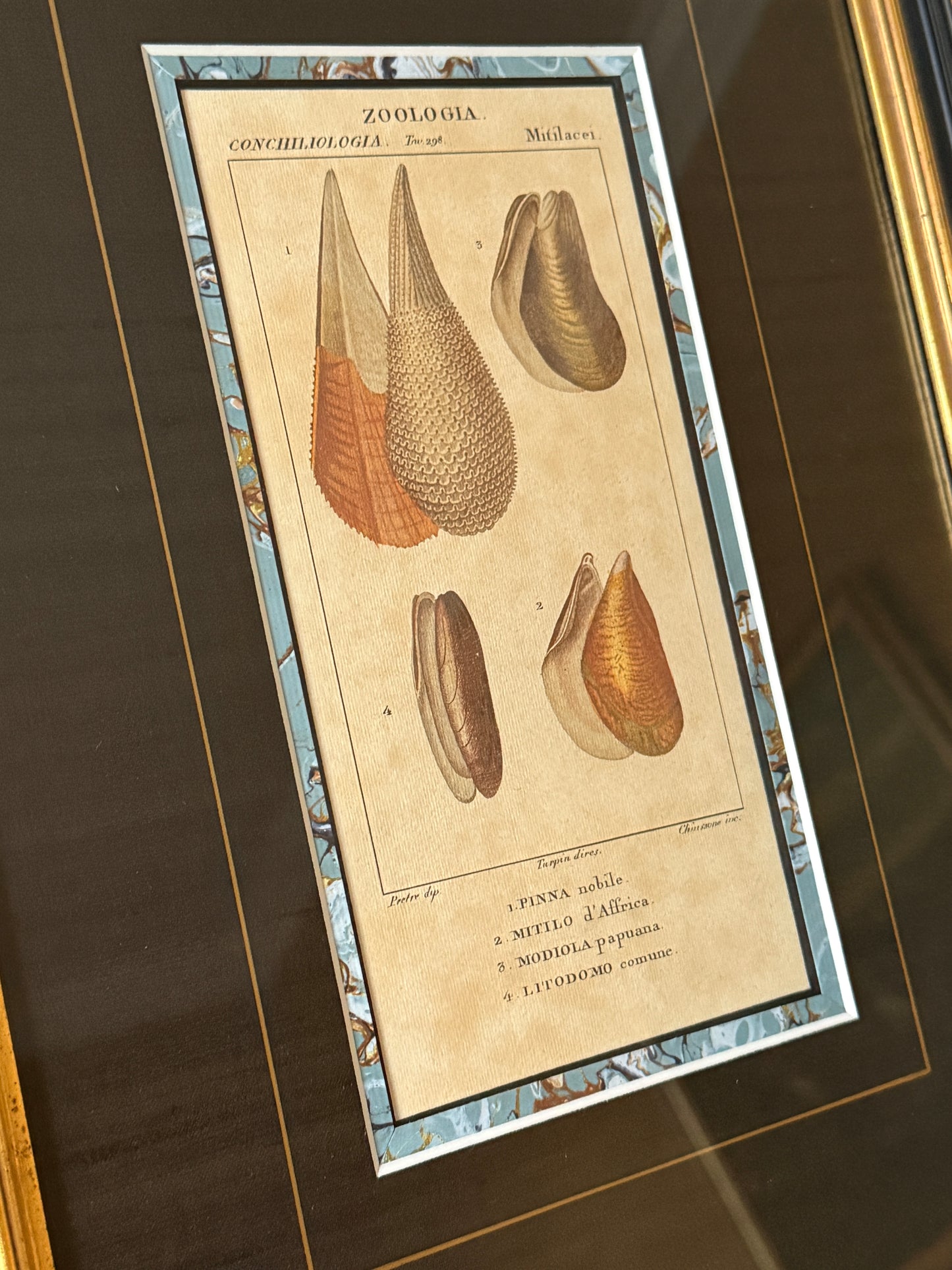 Pair of Pierre Turpin Hand Colored Seashell Lithographs in Black and Gold Frames