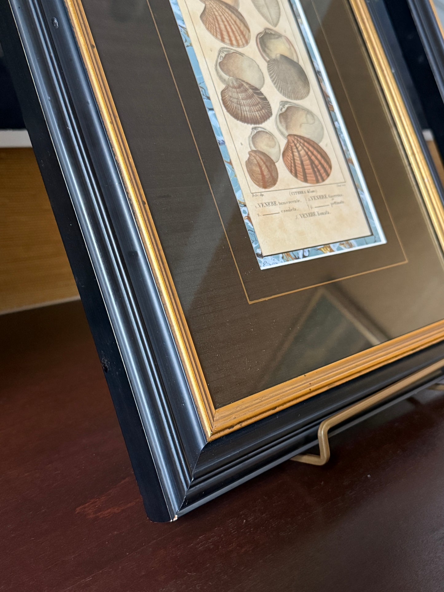 Pair of Pierre Turpin Hand Colored Seashell Lithographs in Black and Gold Frames