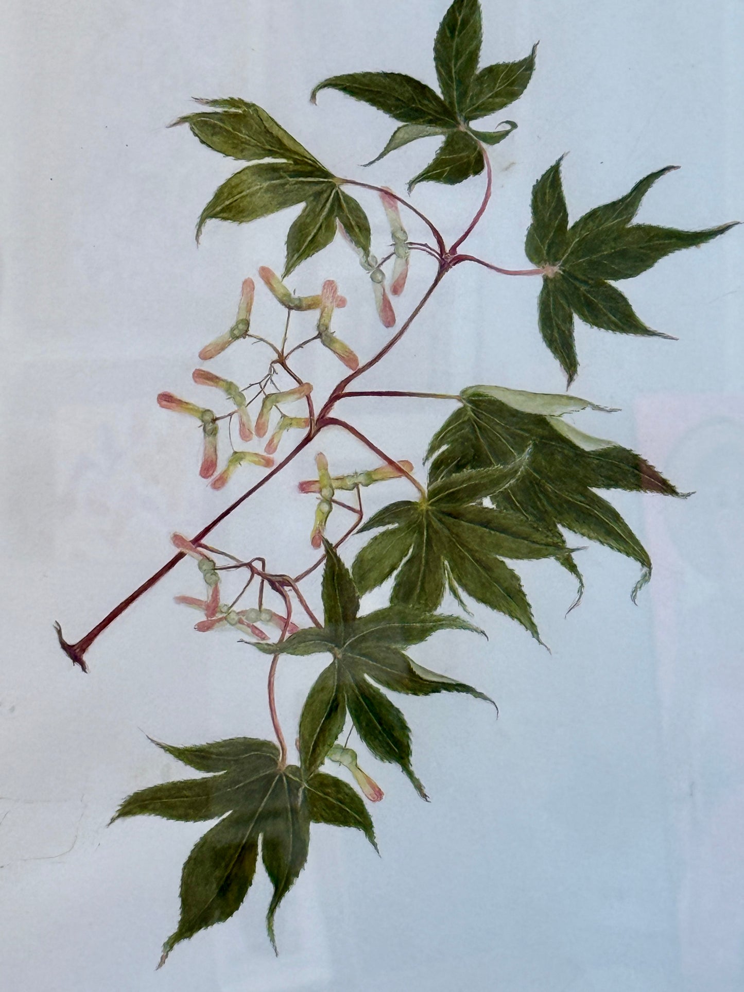 Kathleen Moyra Bellis Maple Branch Botanical Watercolor Painting in Gold Frame