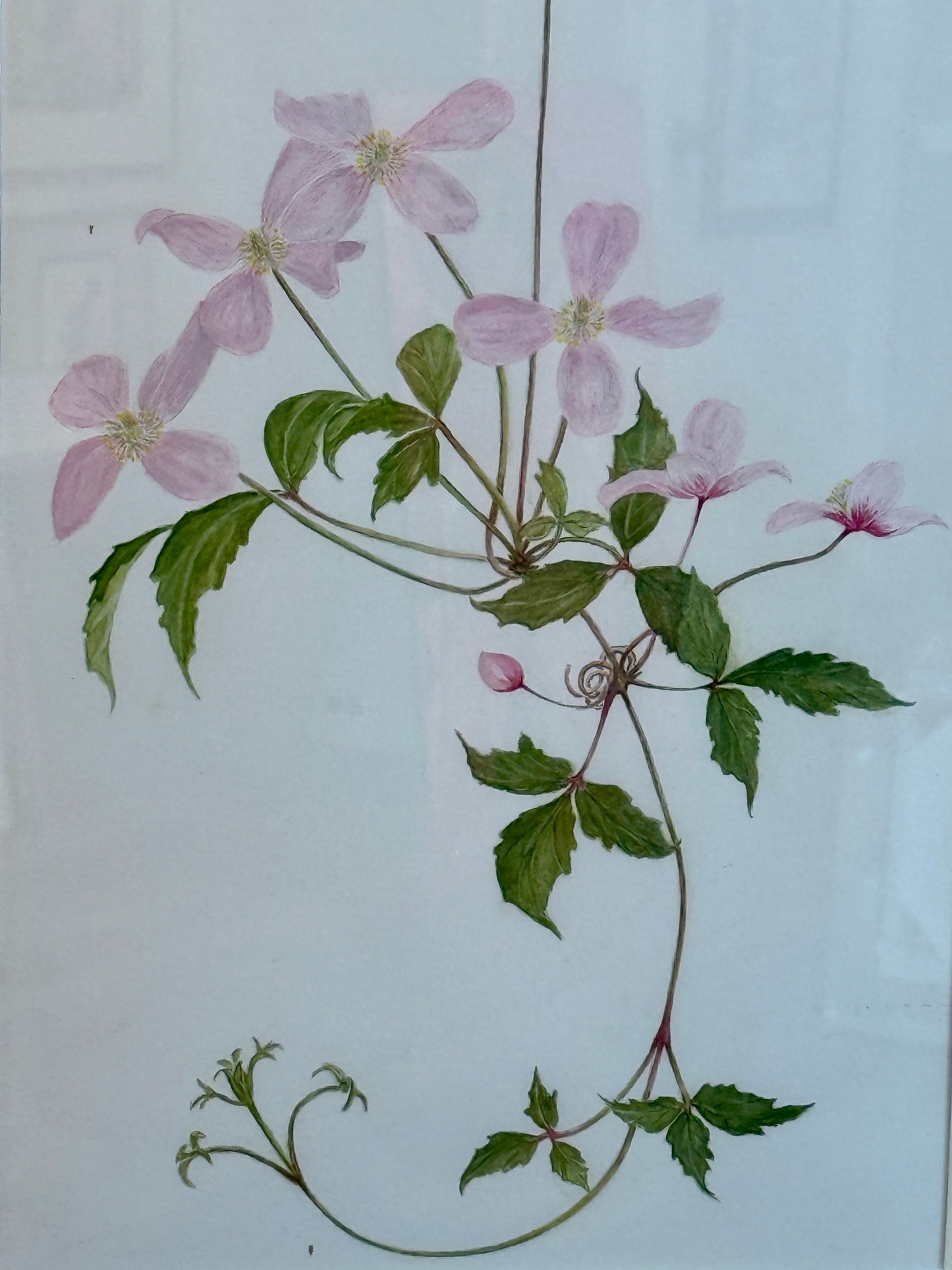 Kathleen Moyra Bellis Pink Clematis Floral Watercolor Painting in Gold Frame
