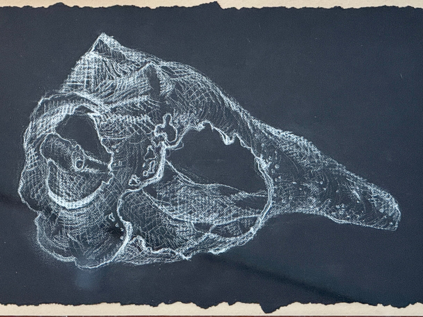Conch Shell Study Drawing on Vintage Chintz Fabric in Gold Frame