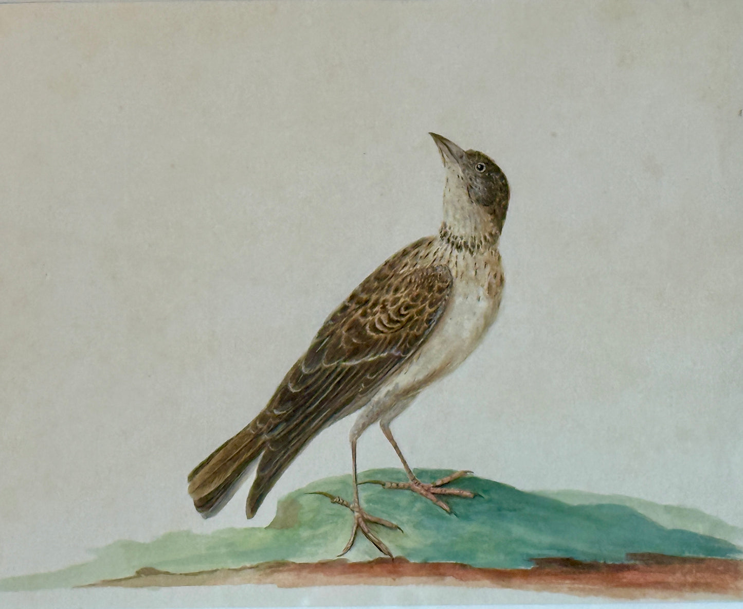 19th Century Shore Bird Watercolor Bird Portrait #1 in Natural Wood Frame