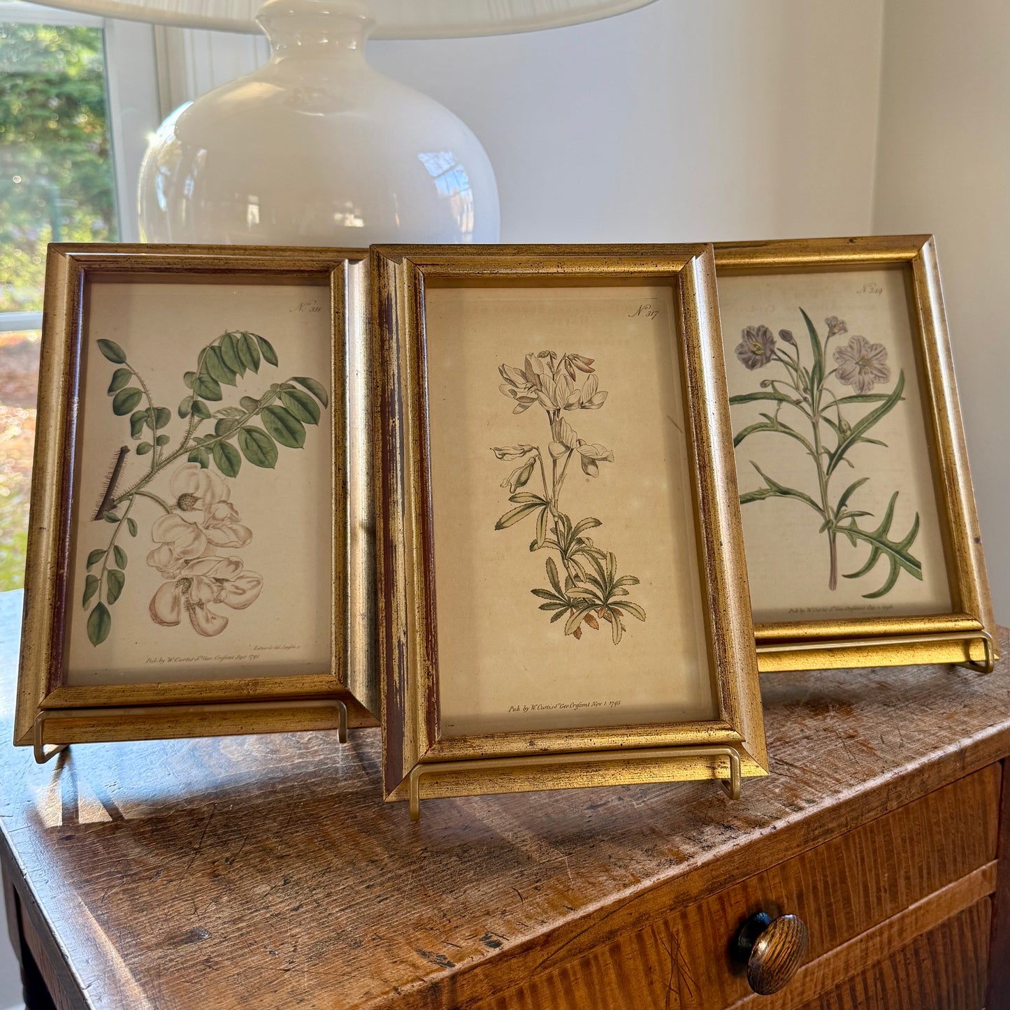 Set of Three Wiliam Curtis 19th Century Hand Colored Botanical Engravings in Gold Frames