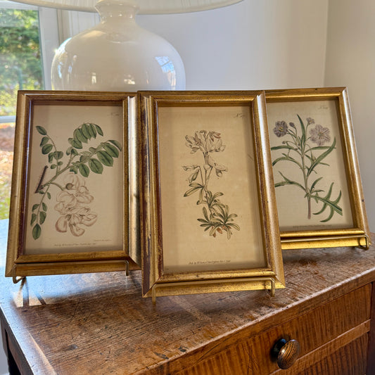 Set of Three Wiliam Curtis 19th Century Hand Colored Botanical Engravings in Gold Frames