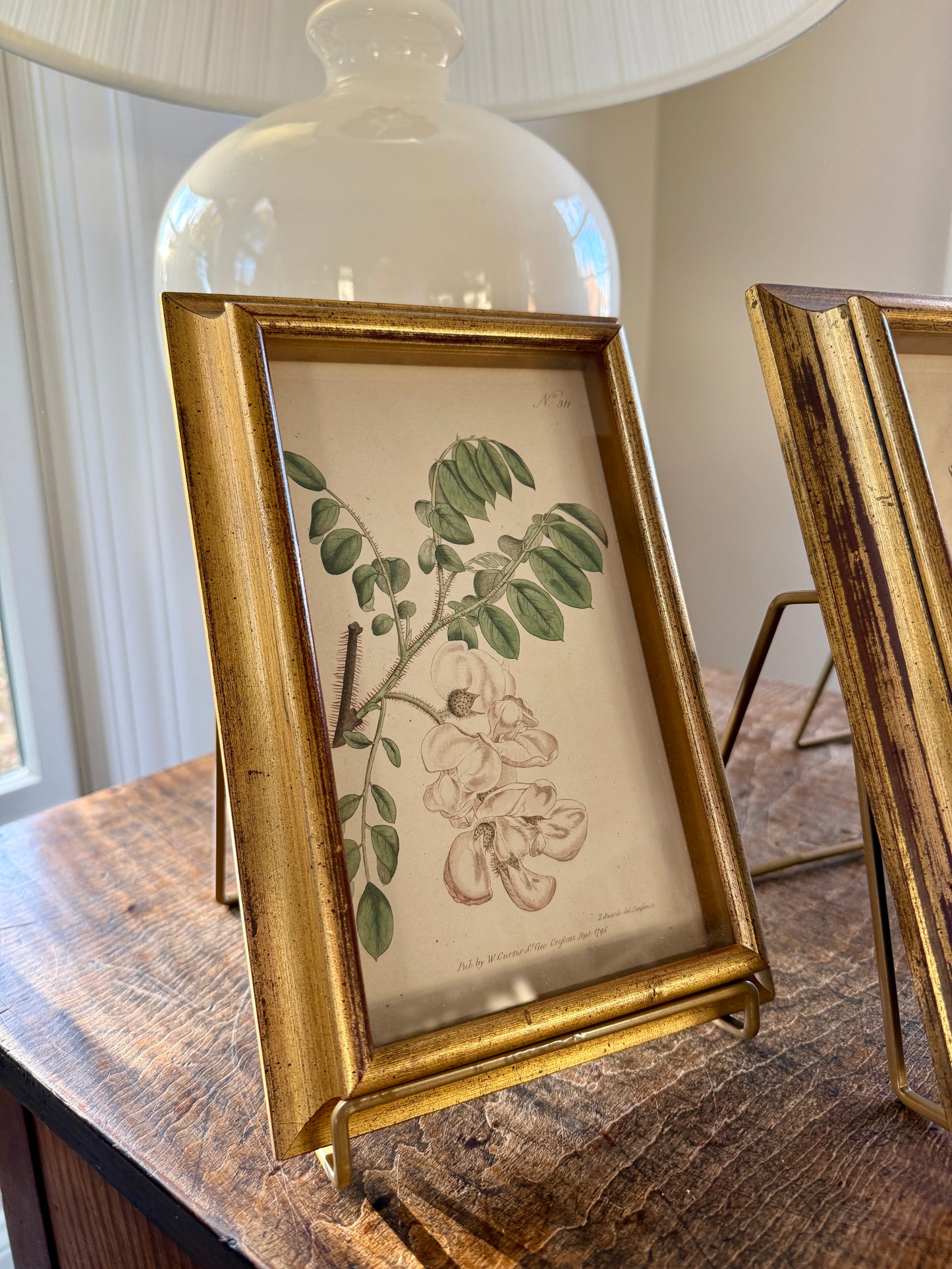 Set of Three Wiliam Curtis 19th Century Hand Colored Botanical Engravings in Gold Frames