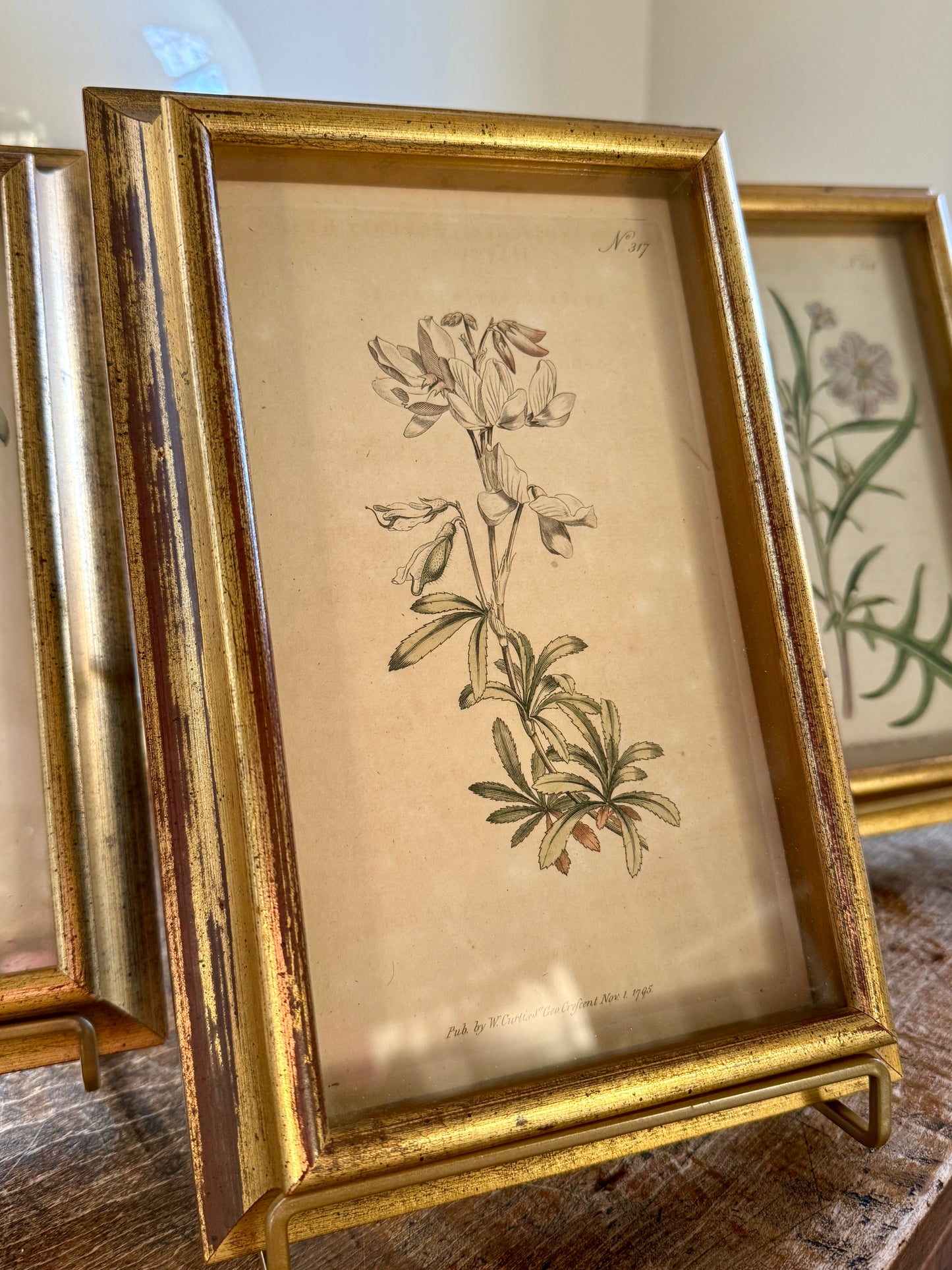 Set of Three Wiliam Curtis 19th Century Hand Colored Botanical Engravings in Gold Frames