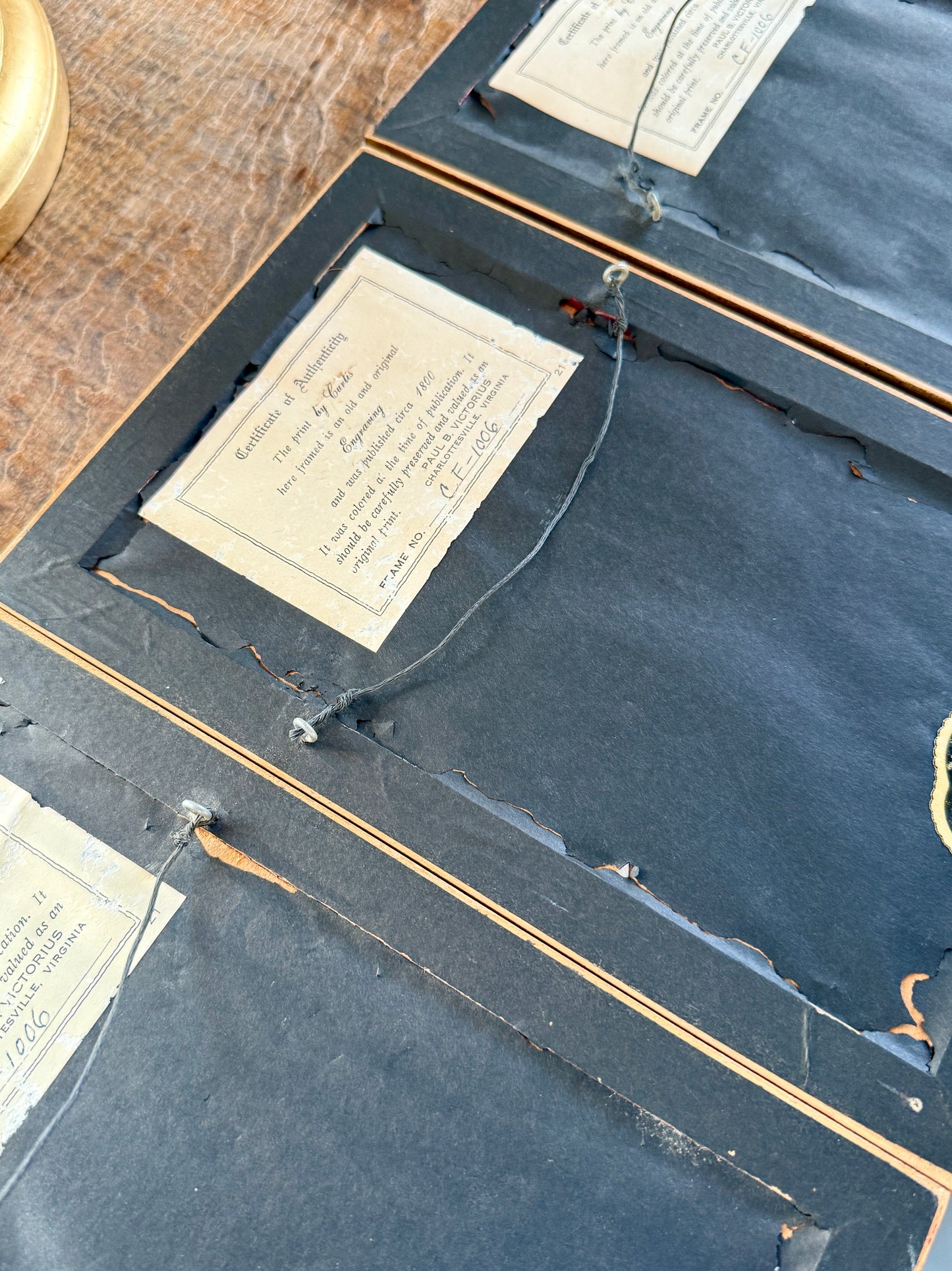 Set of Three Wiliam Curtis 19th Century Hand Colored Botanical Engravings in Gold Frames