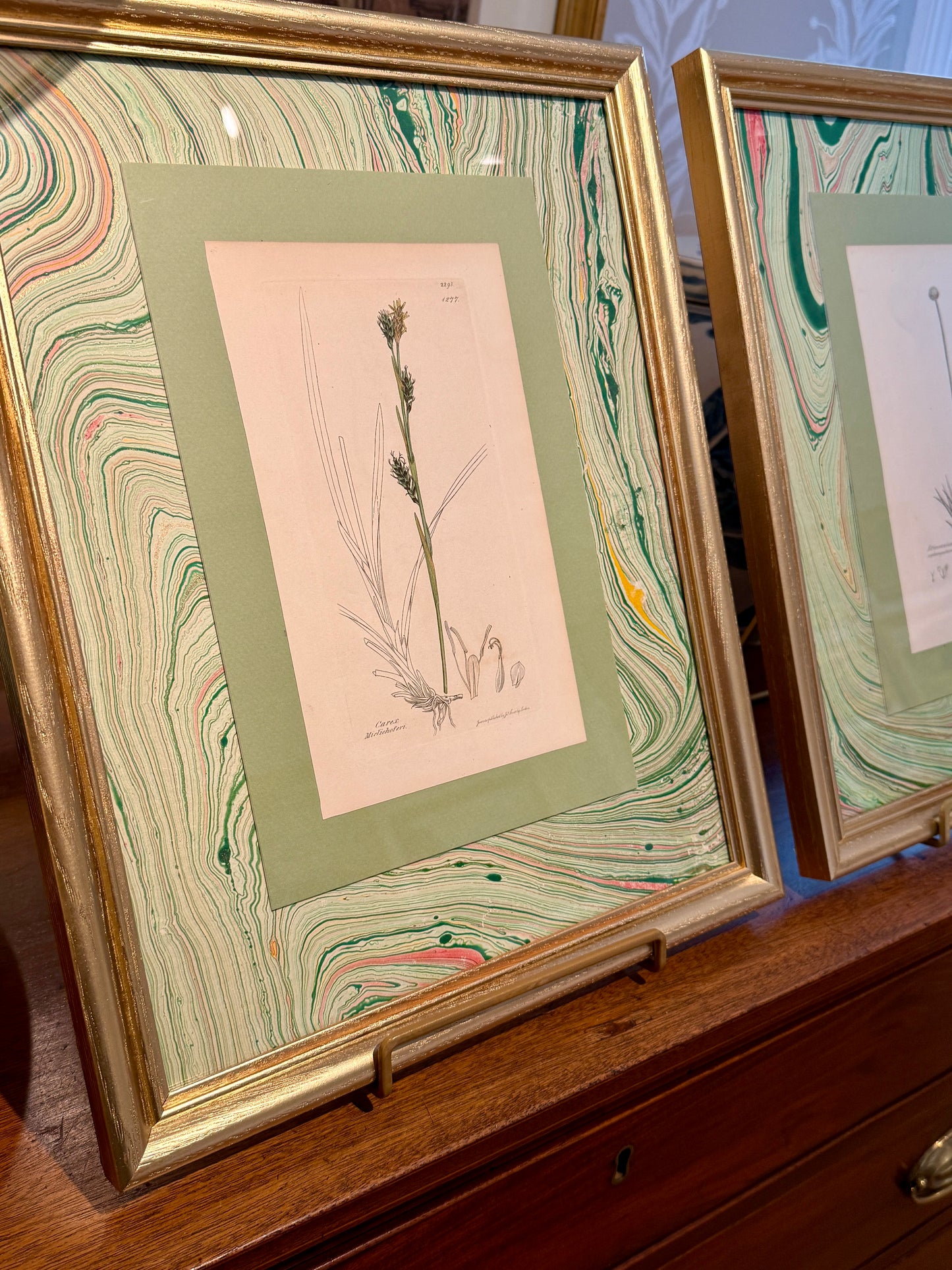 19th c. Botanical Bookplate #2 in Green Marbled Matting and Gold Frame