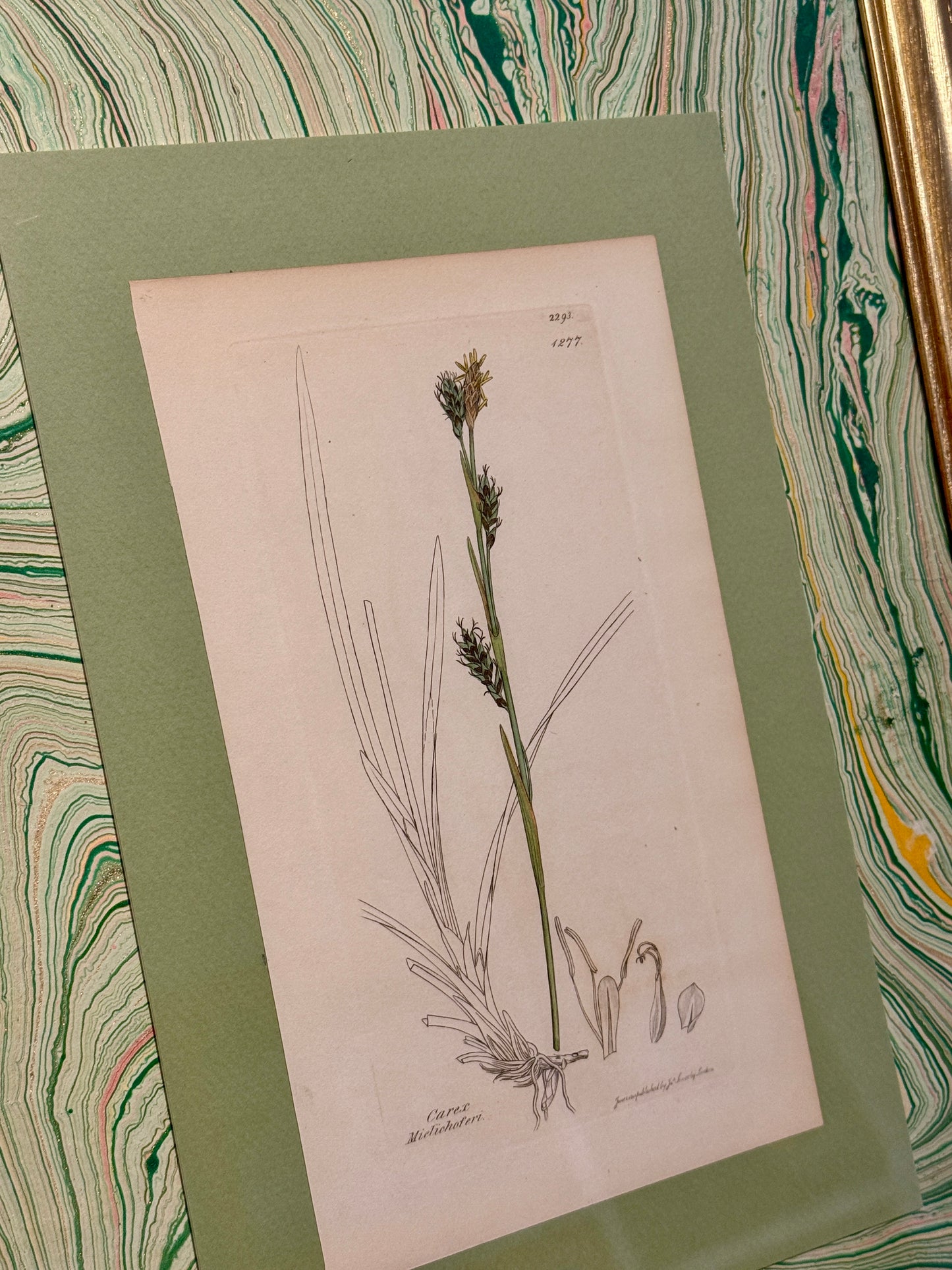 19th c. Botanical Bookplate #2 in Green Marbled Matting and Gold Frame