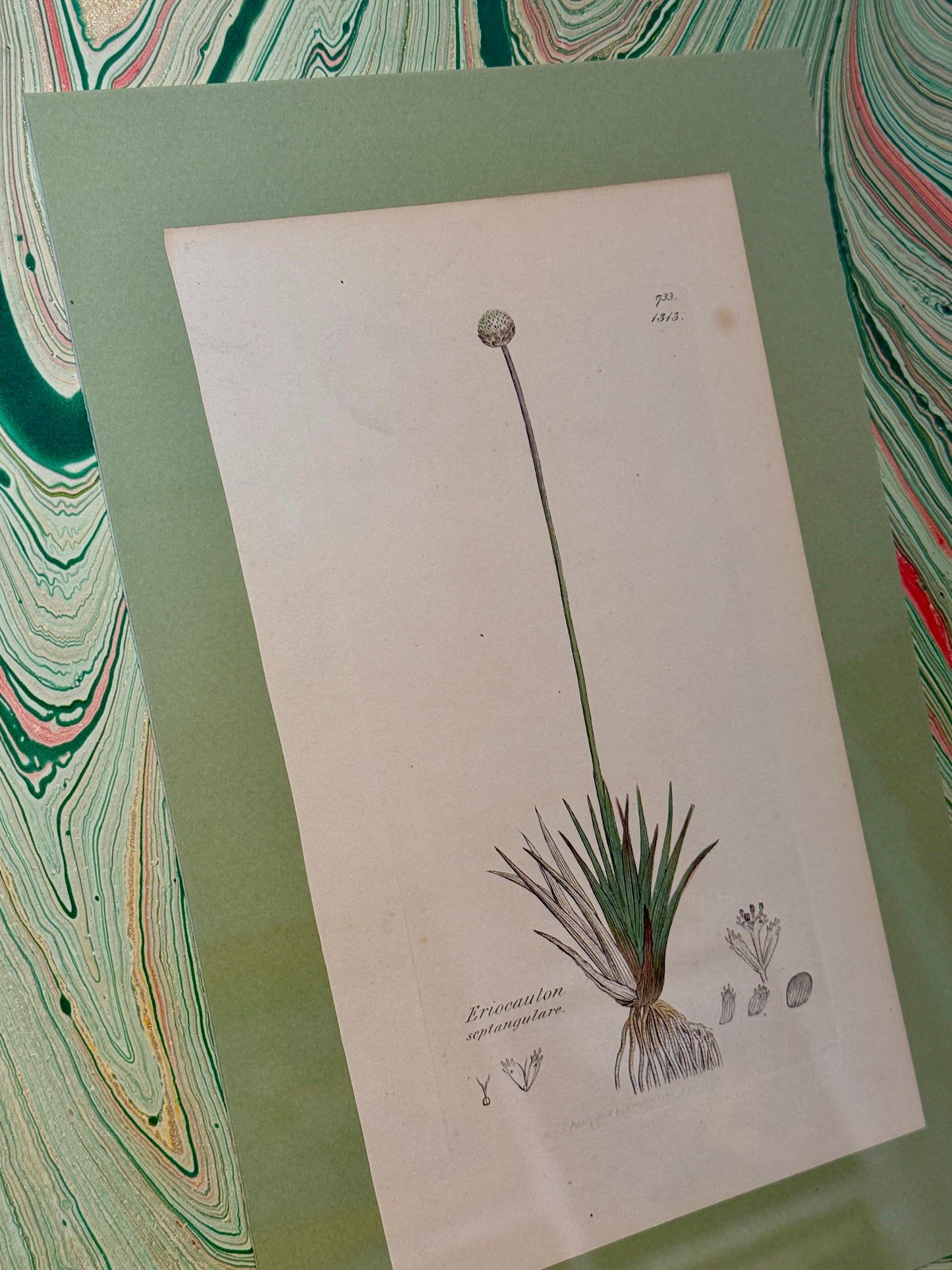 19th c. Botanical Bookplate #1 in Green Marbled Matting and Gold Frame