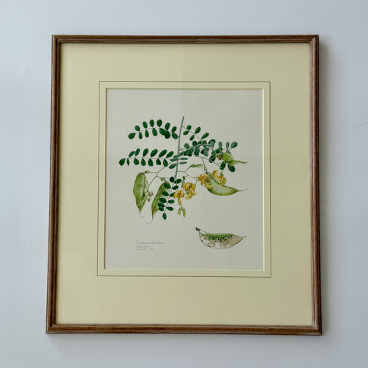 Vintage Colutea Arborescens Botanical Watercolor Painting in Wood Frame