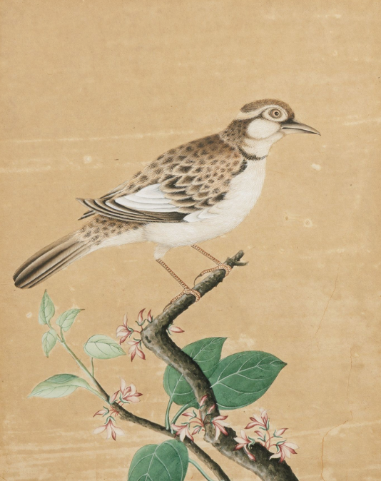 Pair of Antique Chinese Watercolor Painting Bird Portraits in Gilded Bamboo Frames