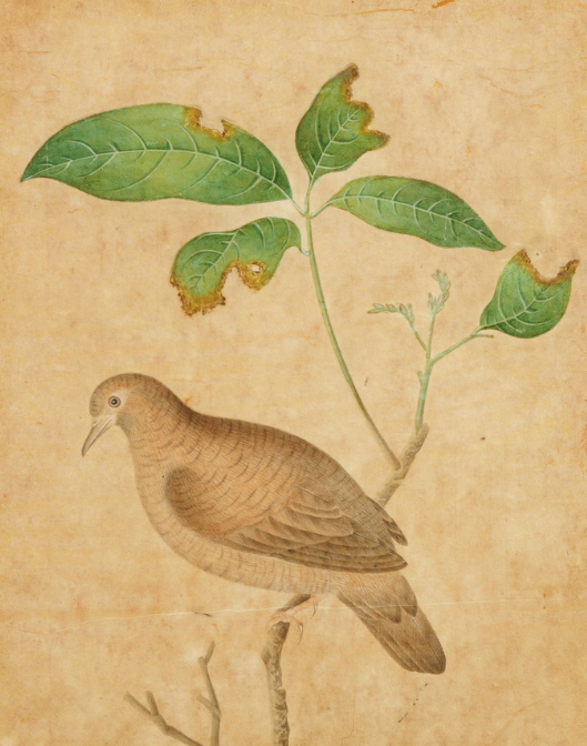 Pair of Antique Chinese Watercolor Painting Bird Portraits in Gilded Bamboo Frames