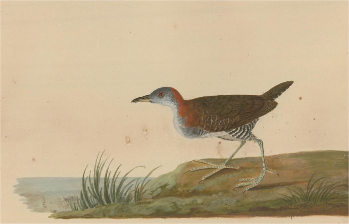 19th Century Shore Bird Watercolor Bird Portrait in Natural Wood Frame