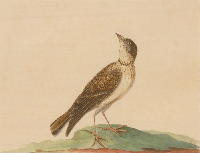 19th Century Brown Thrasher Watercolor Bird Portrait in Natural Wood Frame